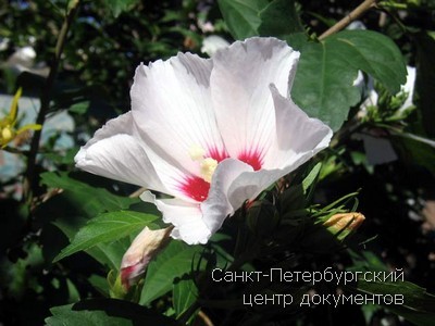 Купить оригинальный диплом ботаника в Москве высокого качества